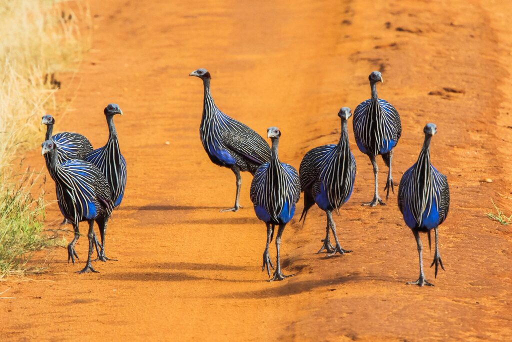 The Grand Rift & Peaks Odyssey 8 Days