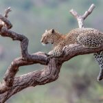 The Grand Rift & Peaks Odyssey 8 Days