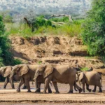 4 Days 3 Nights Samburu National Reserve