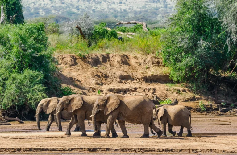 4 Days 3 Nights Samburu National Reserve