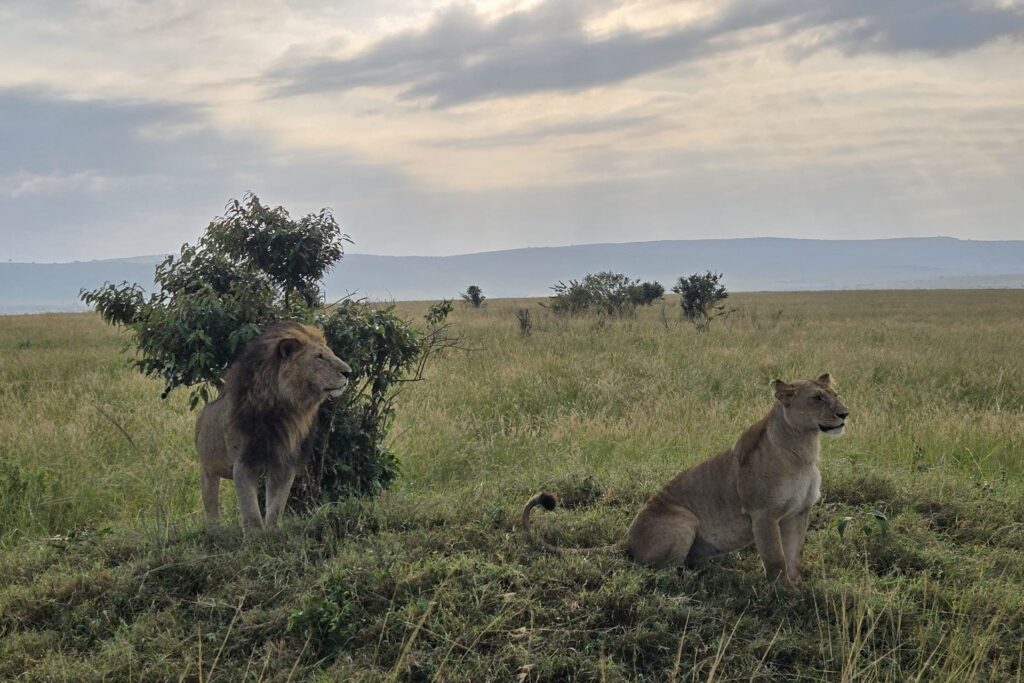 3 Days 2 Nights Maasai Mara Safari