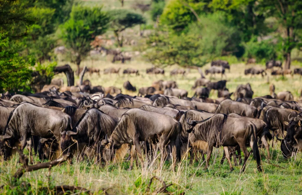 4 Days 3 Nights Great Rift Valley Safari