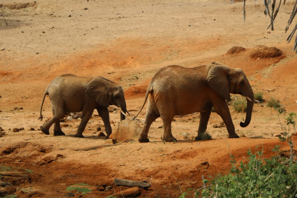 4 Days 3 Nights Tsavo East and Saltlick Safari