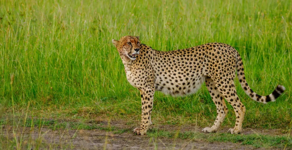 4 Days 3 Nights Great Rift Valley Safari