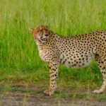 4 Days 3 Nights Great Rift Valley Safari