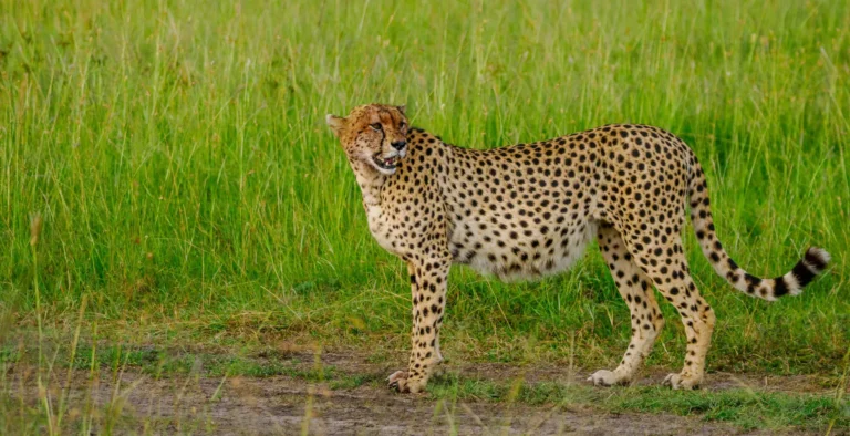 4 Days 3 Nights Great Rift Valley Safari