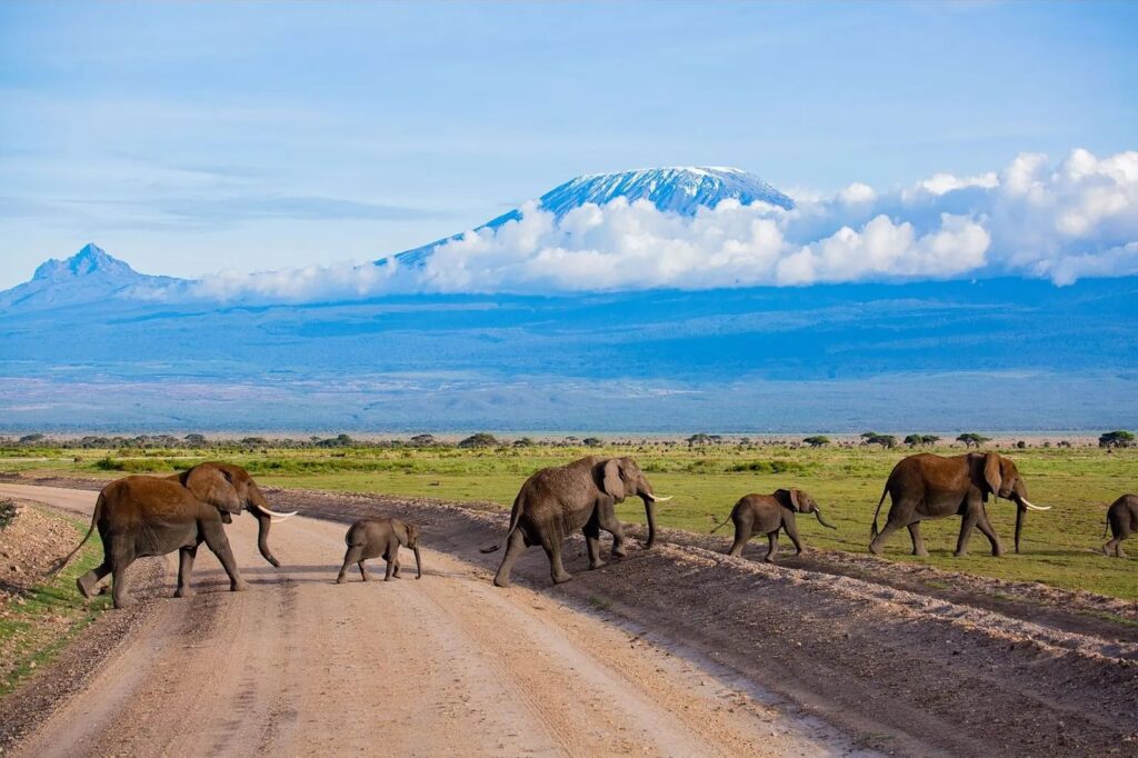 2 Days 1 Night Nairobi and Amboseli Safari