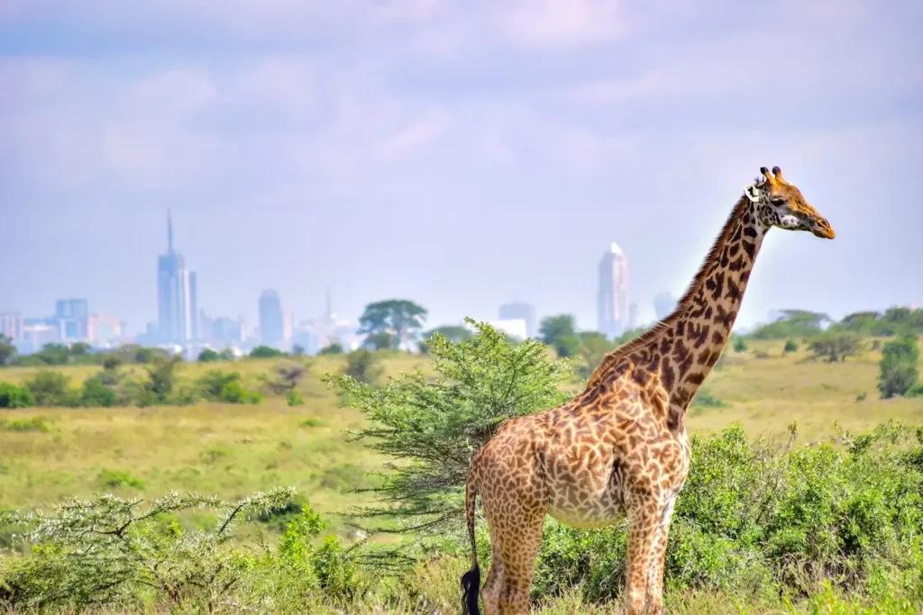 ½ Safari to the Nairobi National Park