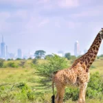 ½ Safari to the Nairobi National Park