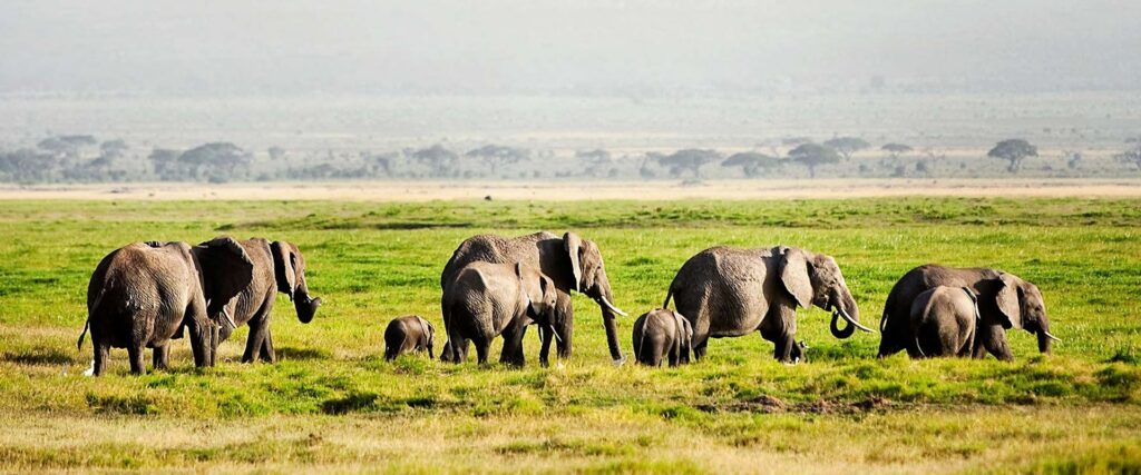 2 Days 1 Night Nairobi and Amboseli Safari