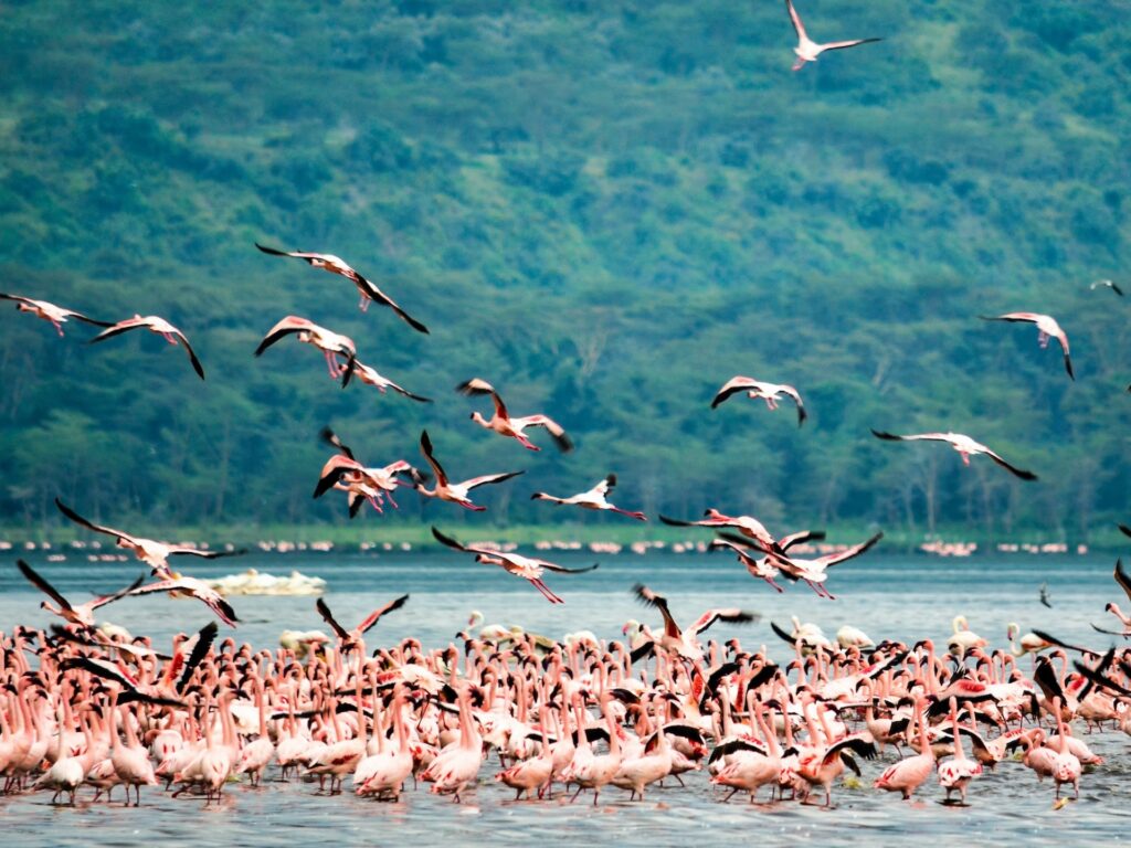 9 Days 8 nights Mara, Nakuru, Naivasha and Amboseli