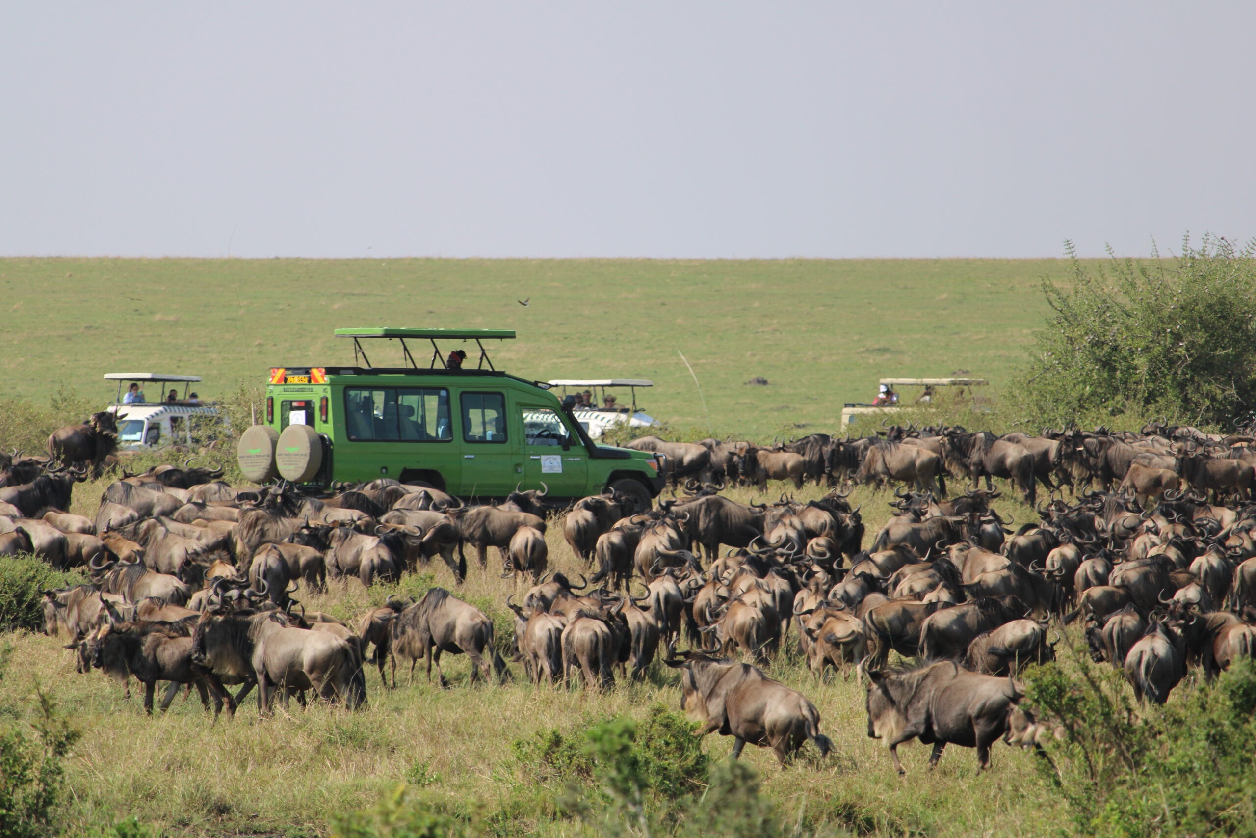 Phase I: The Golden Savannahs of Maasai Mara