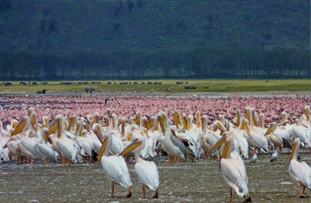 Lake Nakuru National Park Excursion