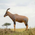 3 Days 2 Nights Maasai Mara Safari