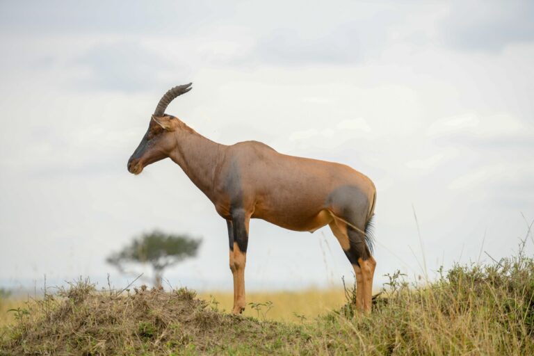 3 Days 2 Nights Maasai Mara Safari