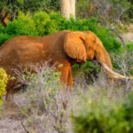 4 Days 3 Nights Tsavo East and Saltlick Safari