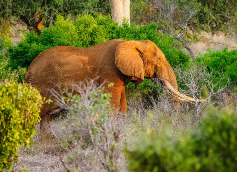 4 Days 3 Nights Tsavo East and Saltlick Safari