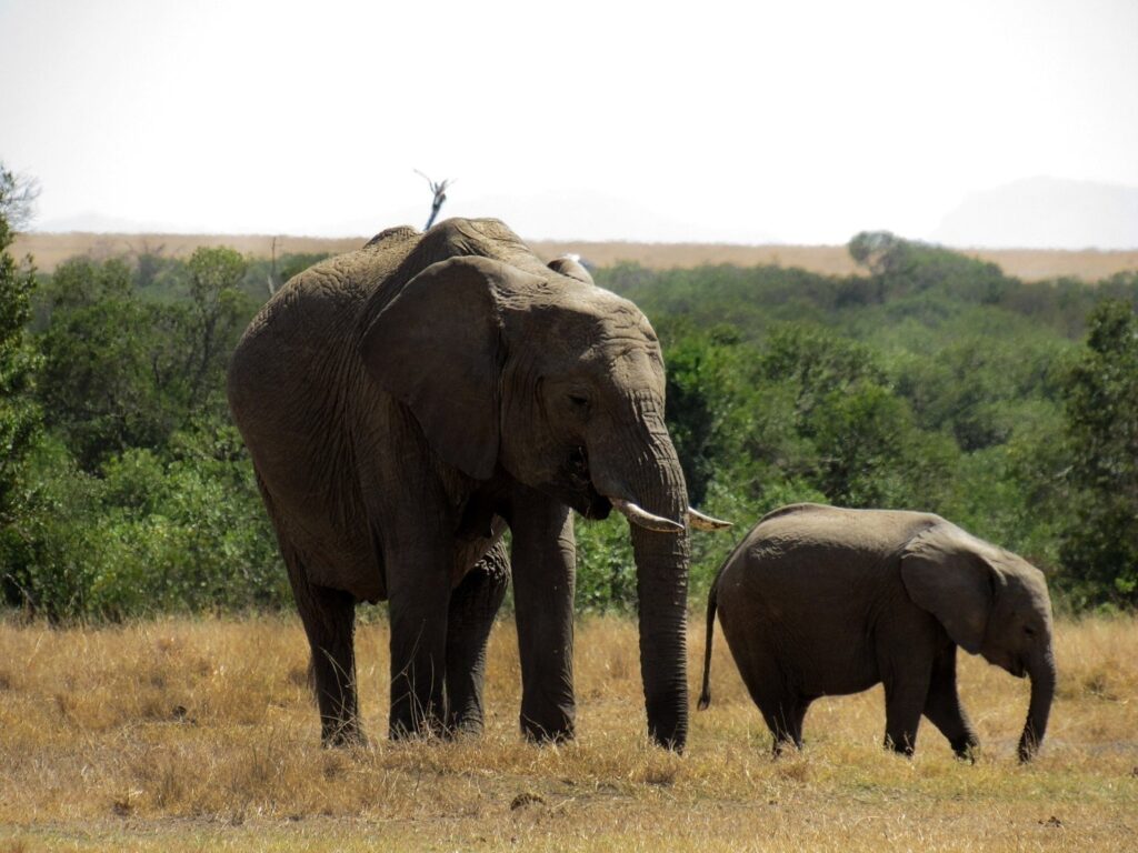 Olpejeta Conservancy Day Safari