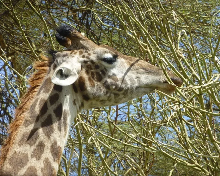 Nairobi National Park, Sheldrik Wildlife Trust, Giraffe Centre and Coffee Tour