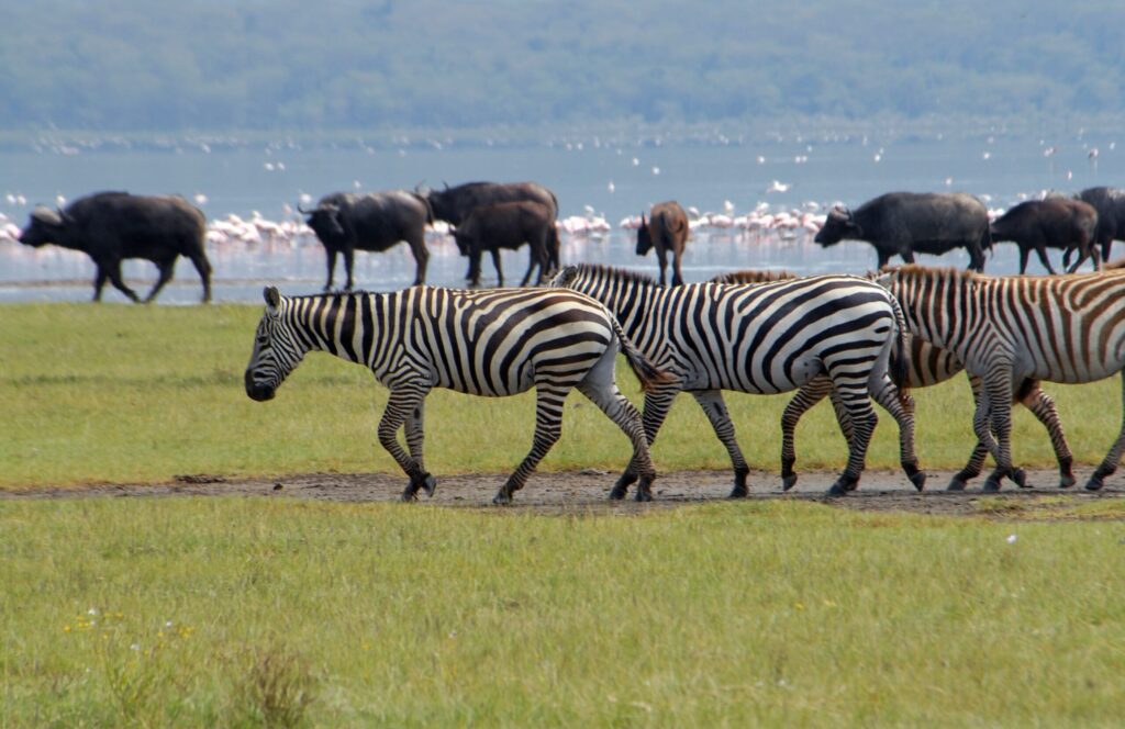 Lake Nakuru National Park Excursion 1