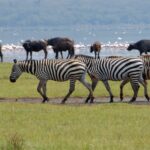 Lake Nakuru National Park Excursion 1