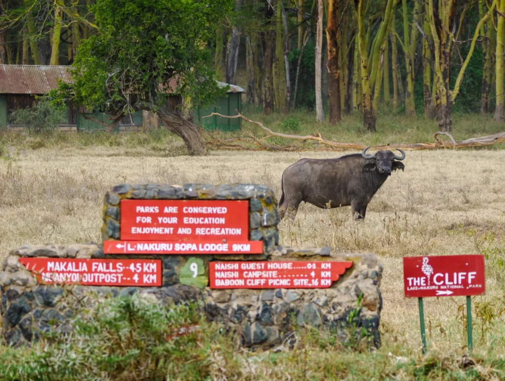 Lake Nakuru National Park Excursion