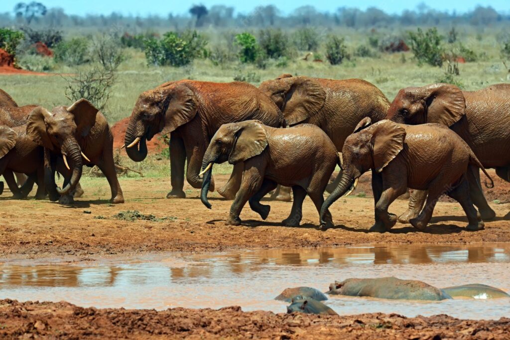 9 Days 8 nights Mara, Nakuru, Naivasha and Amboseli