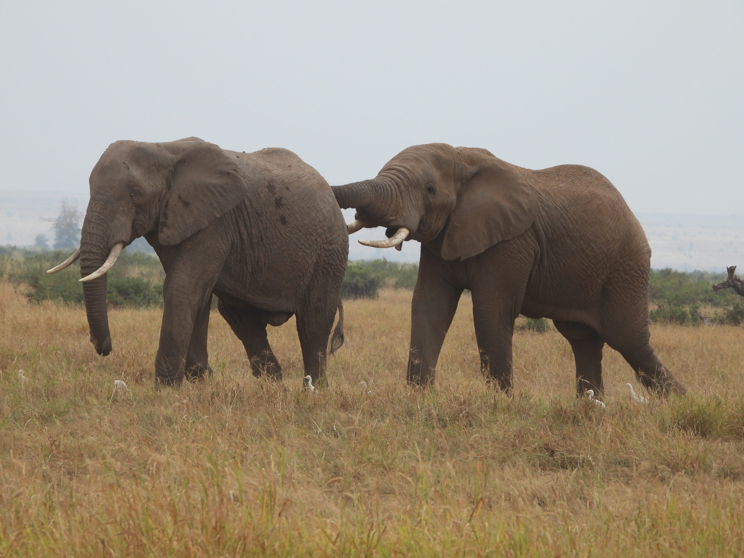 Phase III: The Elephant Empire of Amboseli
