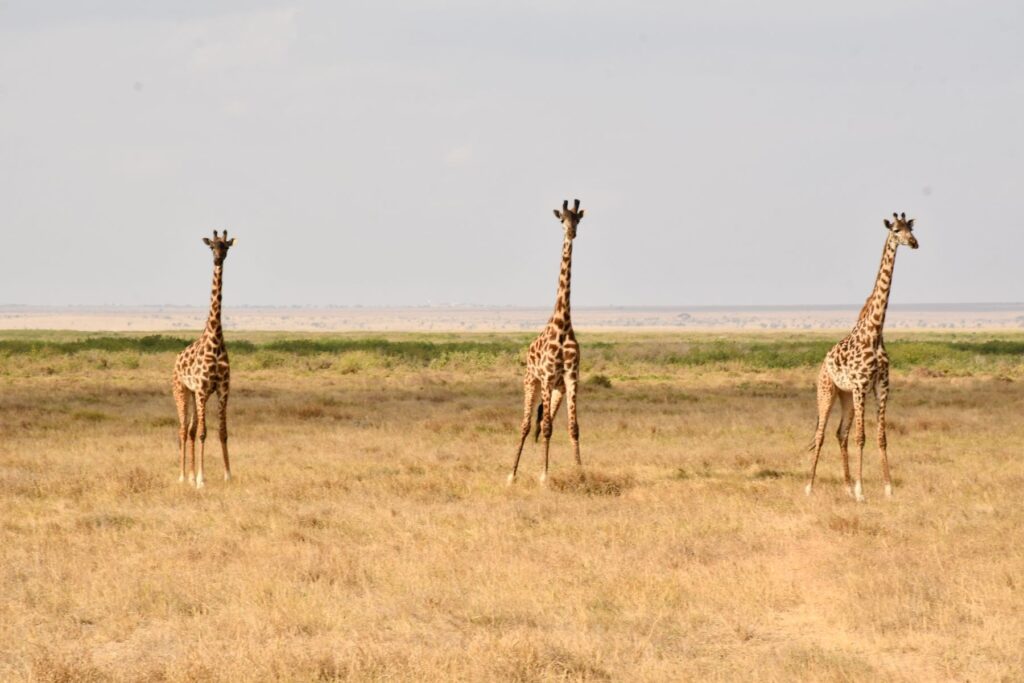 Olpejeta Conservancy Day Safari