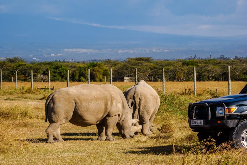 Olpejeta Conservancy Day Safari