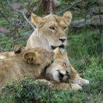 9 Days 8 nights Mara, Nakuru, Naivasha and Amboseli