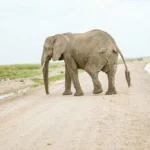 6 Days 5 Nights Amboseli, TW&TE