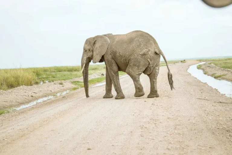 6 Days 5 Nights Amboseli, TW&TE