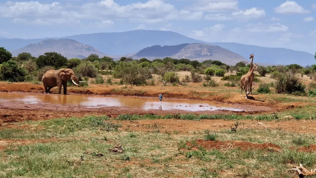 6 Days 5 Nights Amboseli, TW&TE